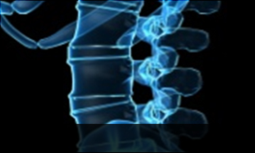 대구자생한방병원 허리질환 척추전방전위증-정상적인 사람의 척추뼈 모습입니다.