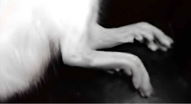 정상 쥐
